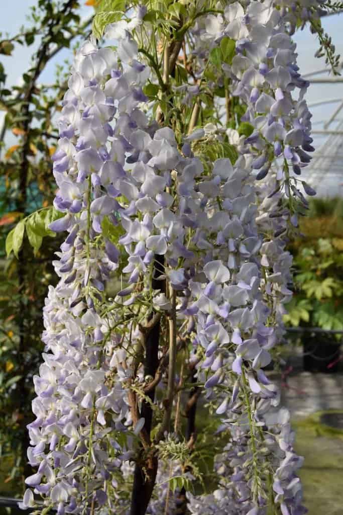 Wisteria sinensis 'Prolific' 100-125 cm